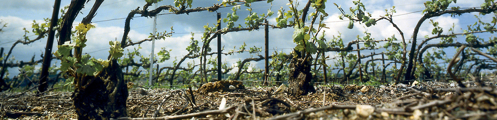 Vignoble Champenois