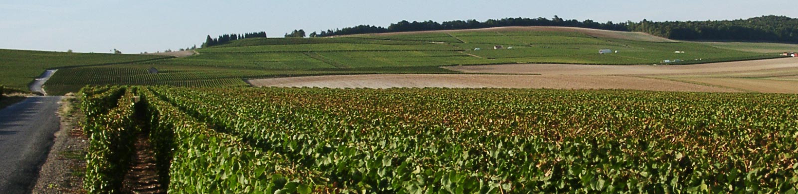 Vignoble Champenois