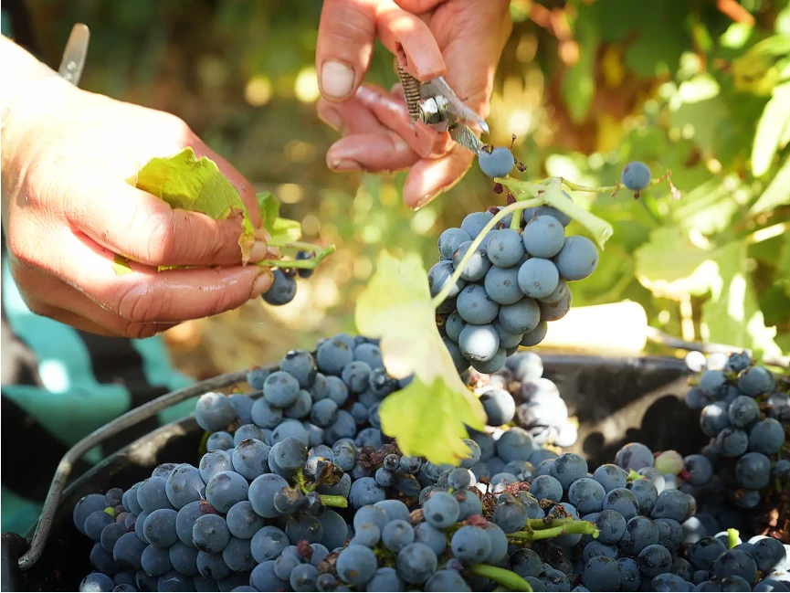 Vignes