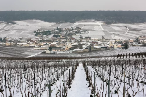 Domaine Bauchet