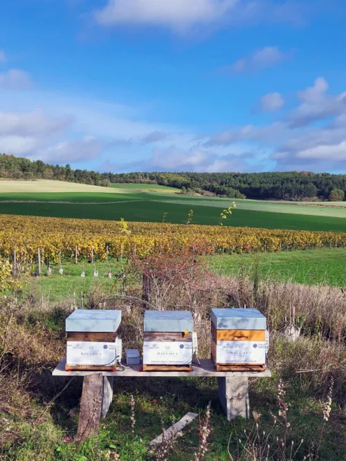 Domaine Bauchet