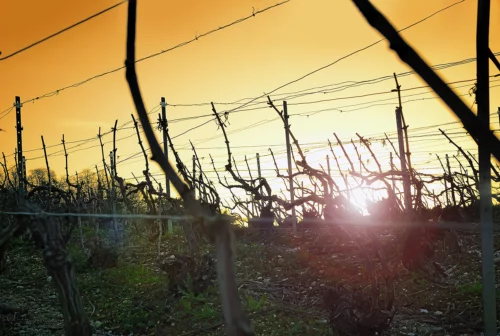 Domaine Bauchet